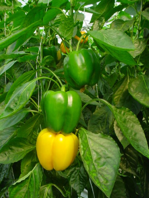 Growing Sweet Pepper